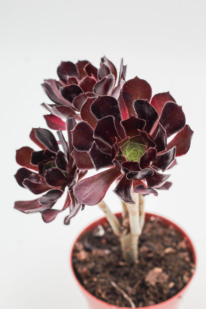 Aeonium Arboreum Velour Bonsai!