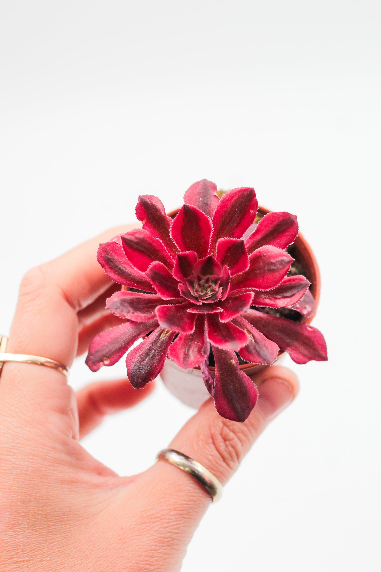 Aeonium Black Copper