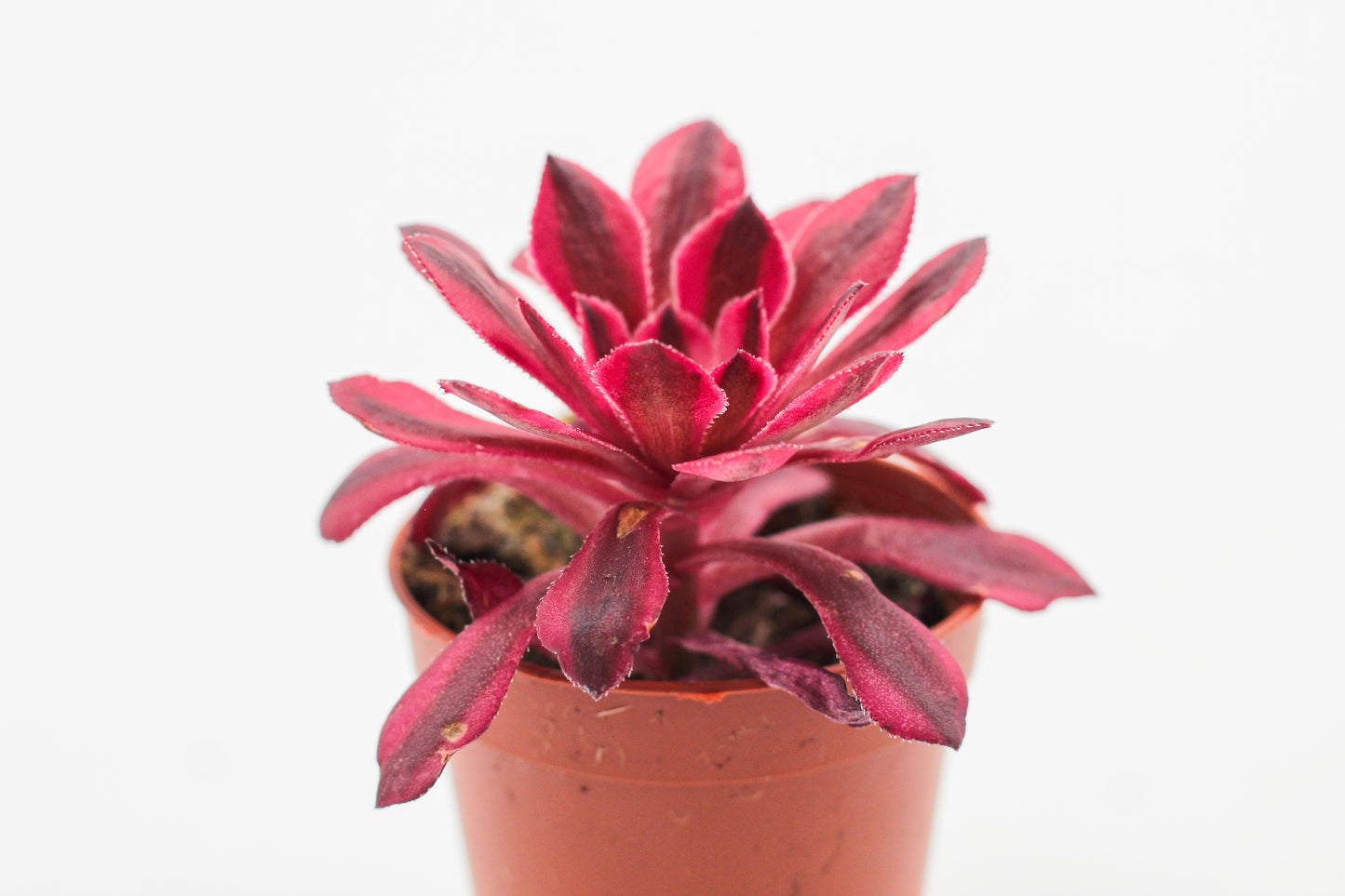 Aeonium Black Copper
