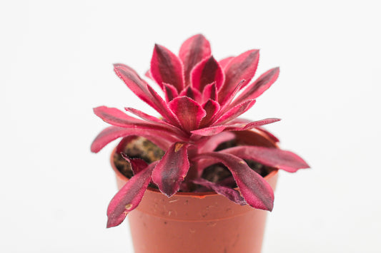 Aeonium Black Copper