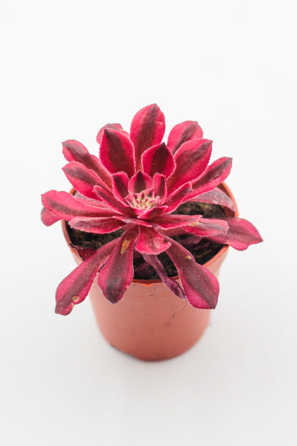 Aeonium Black Copper