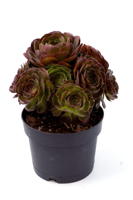 Aeonium Blushing Beauty groot