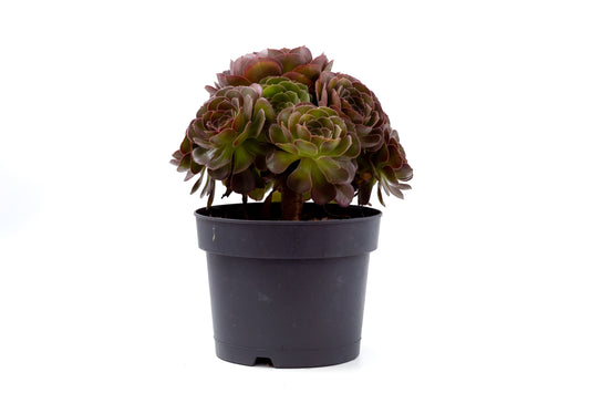 Aeonium Blushing Beauty groot