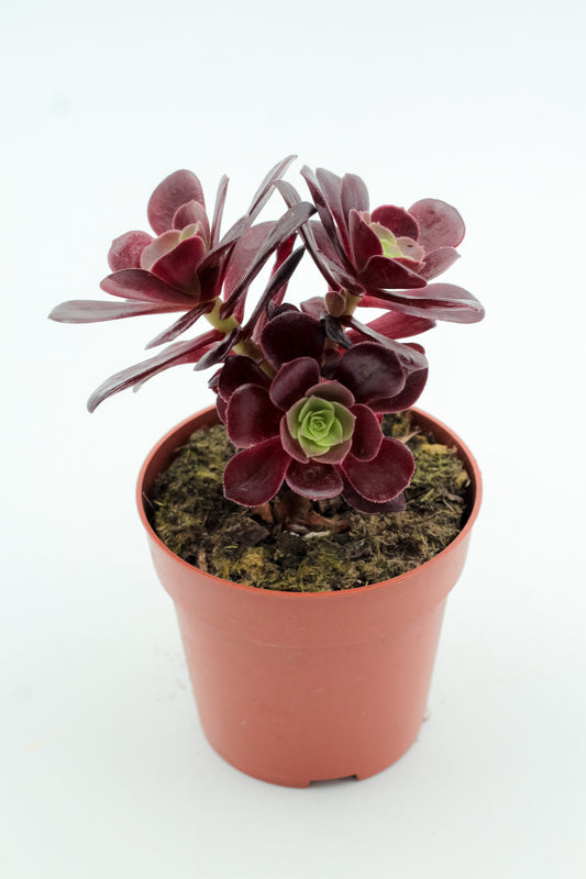 Aeonium Blushing Beauty