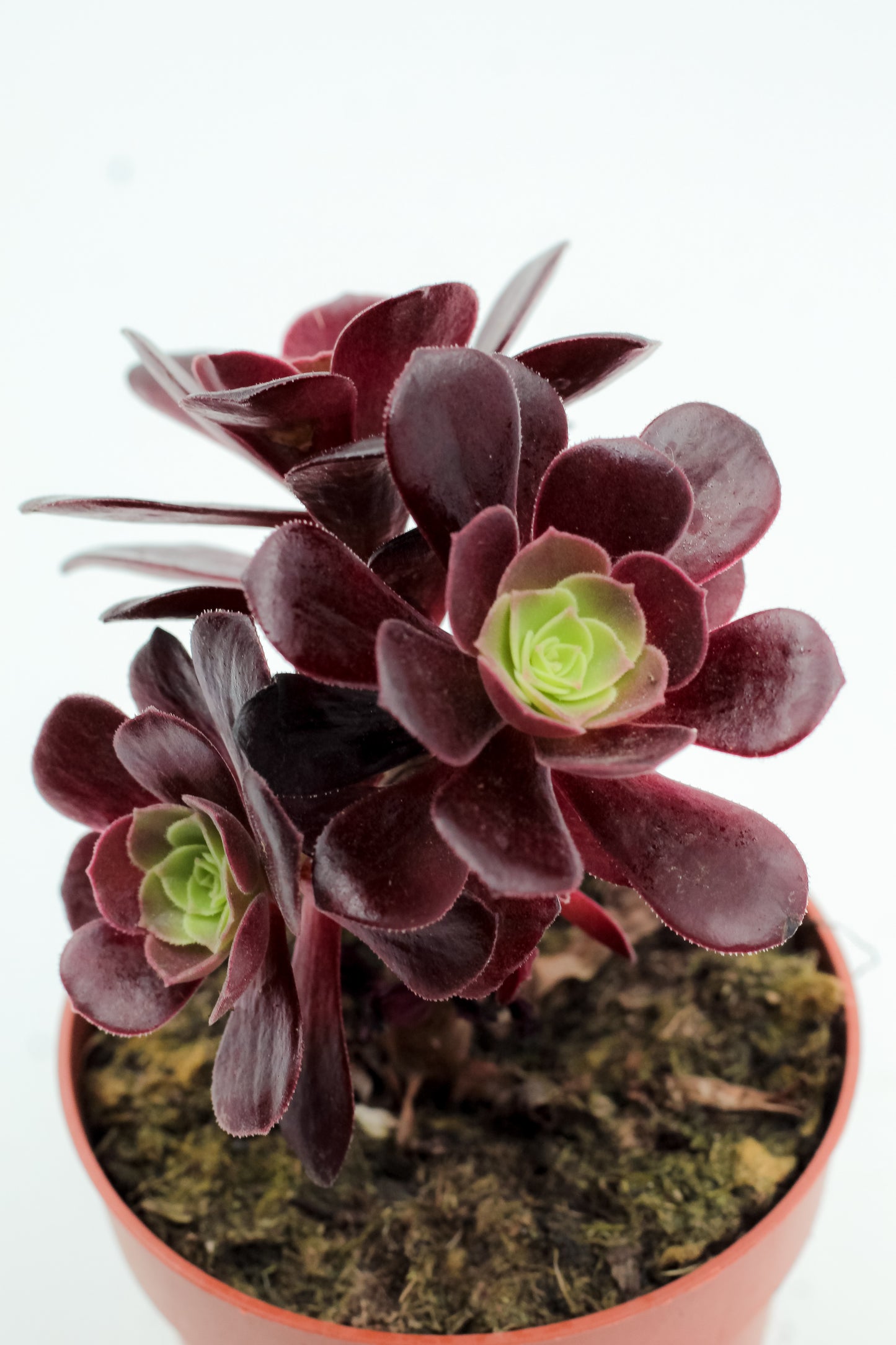Aeonium Blushing Beauty