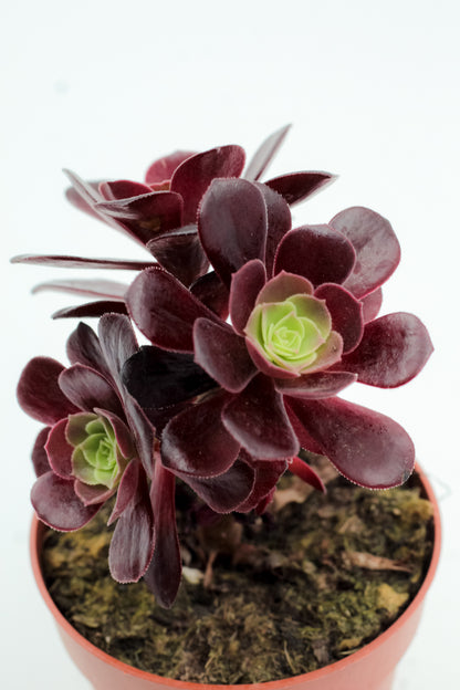 Aeonium Blushing Beauty