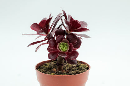 Aeonium Blushing Beauty