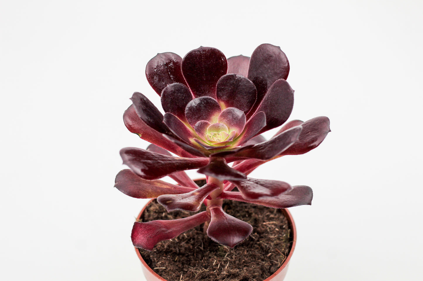 Aeonium Blushing Beauty