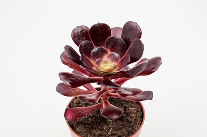 Aeonium Blushing Beauty