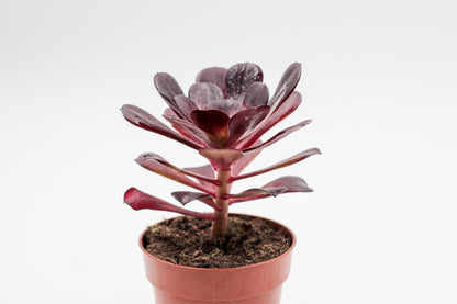 Aeonium Blushing Beauty