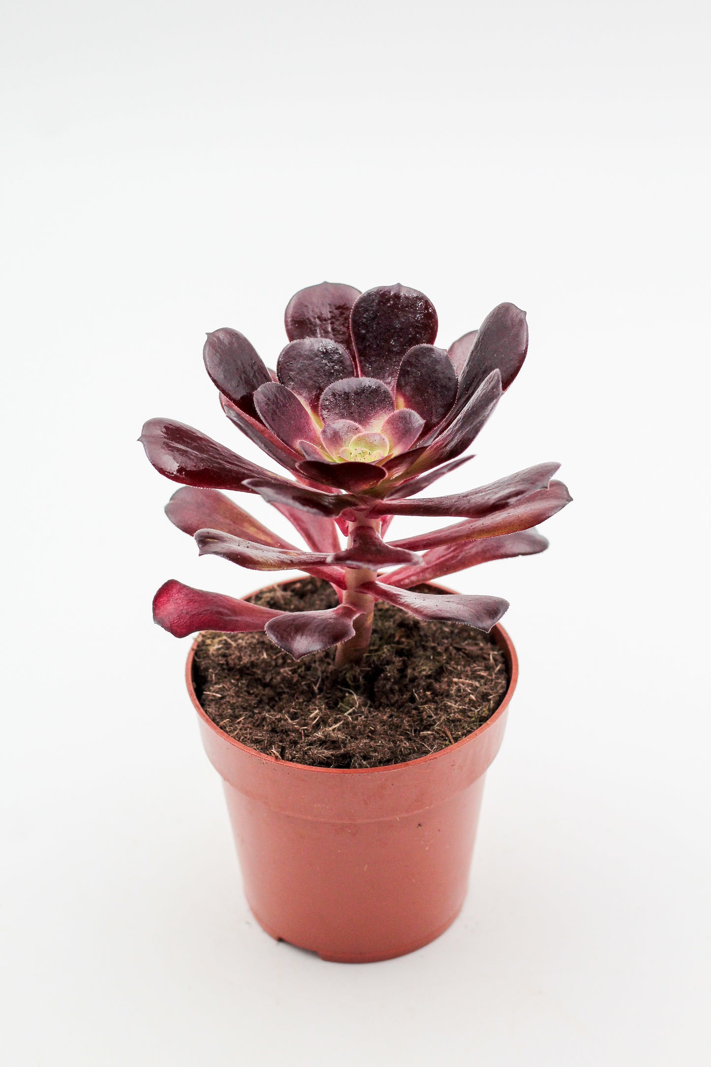Aeonium Blushing Beauty