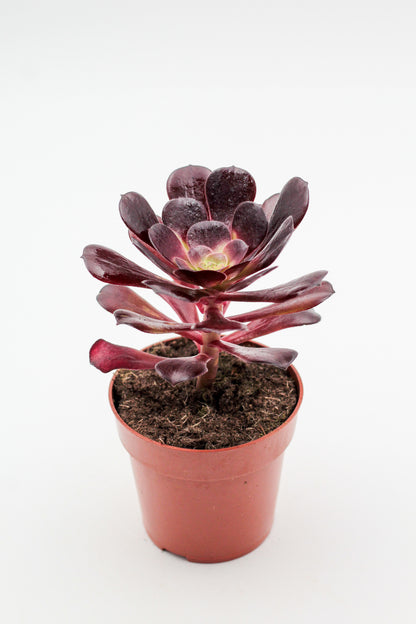 Aeonium Blushing Beauty