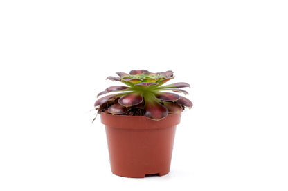 Aeonium Kilimanjaro