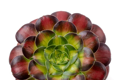 Aeonium Kilimanjaro