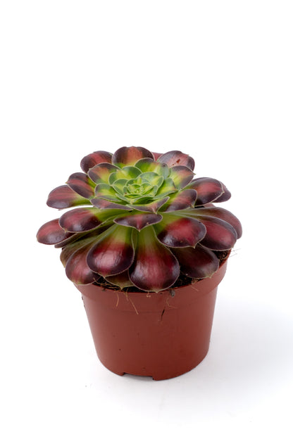 Aeonium Kilimanjaro