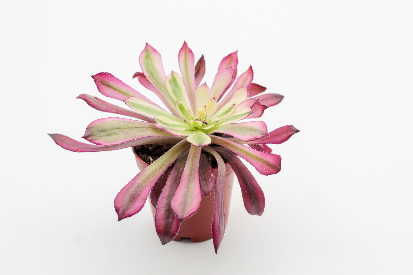 Vetplant kopen? Mooi op kleur en veel keuze Aeonium planten