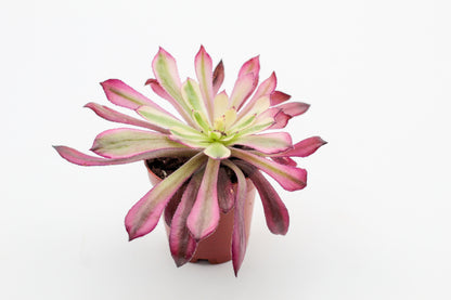 Vetplant kopen? Mooi op kleur en veel keuze Aeonium planten