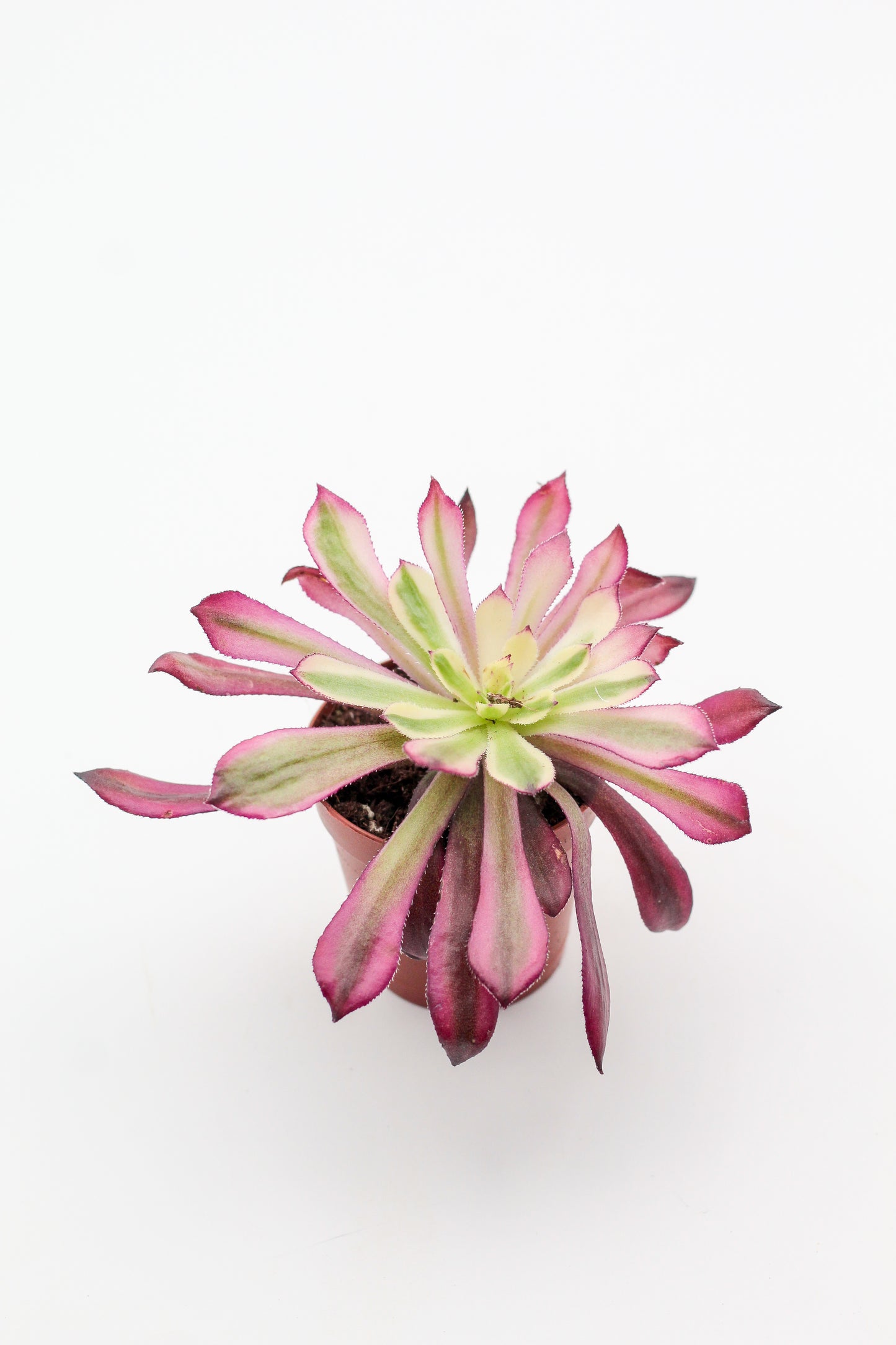 Vetplant kopen? Mooi op kleur en veel keuze Aeonium planten