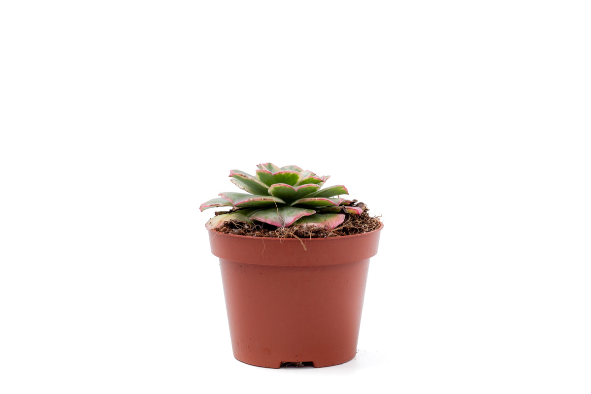 Aeonium Orion Petrify