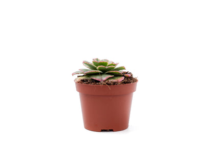 Aeonium Orion Petrify