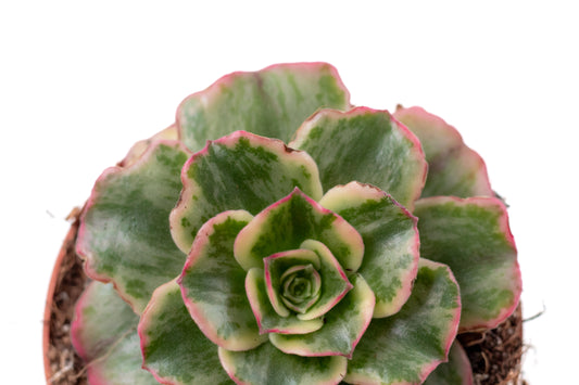 Aeonium Orion Petrify