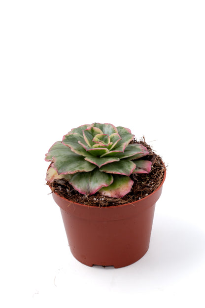 Aeonium Orion Petrify