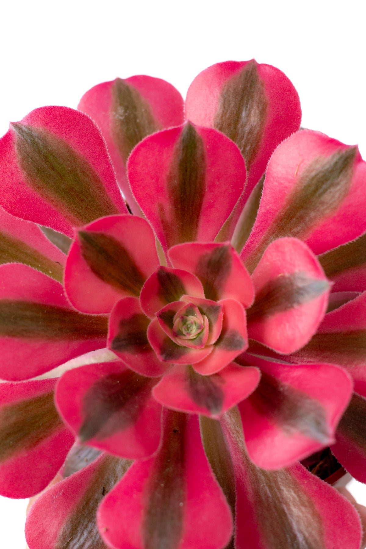 Aeonium Pink Witch