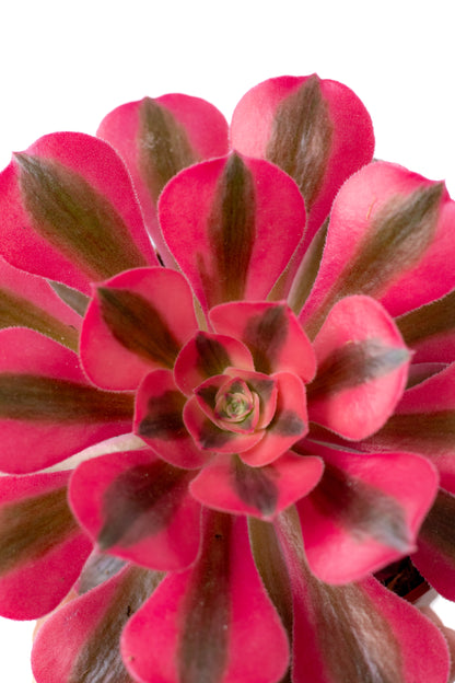 Aeonium Pink Witch