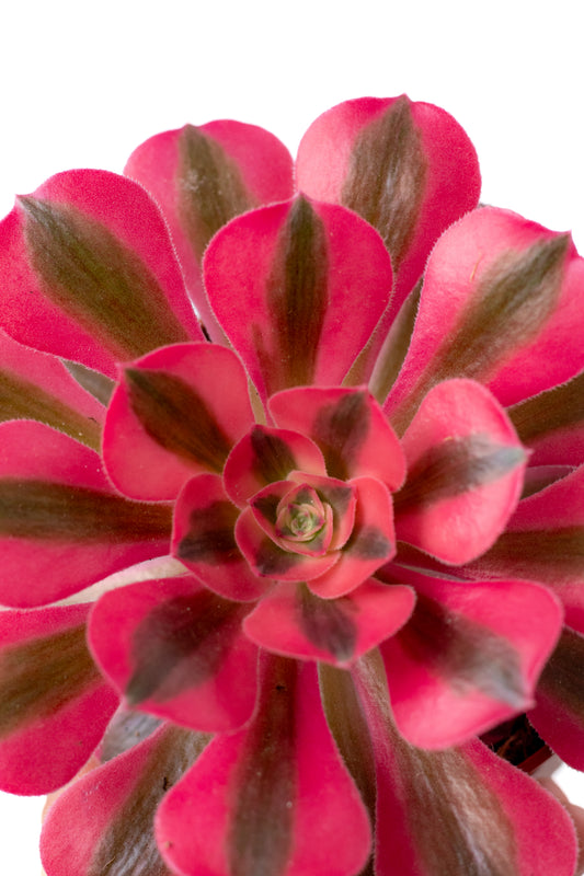 Aeonium Pink Witch