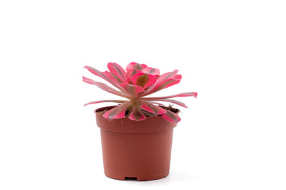 Aeonium Pink Witch