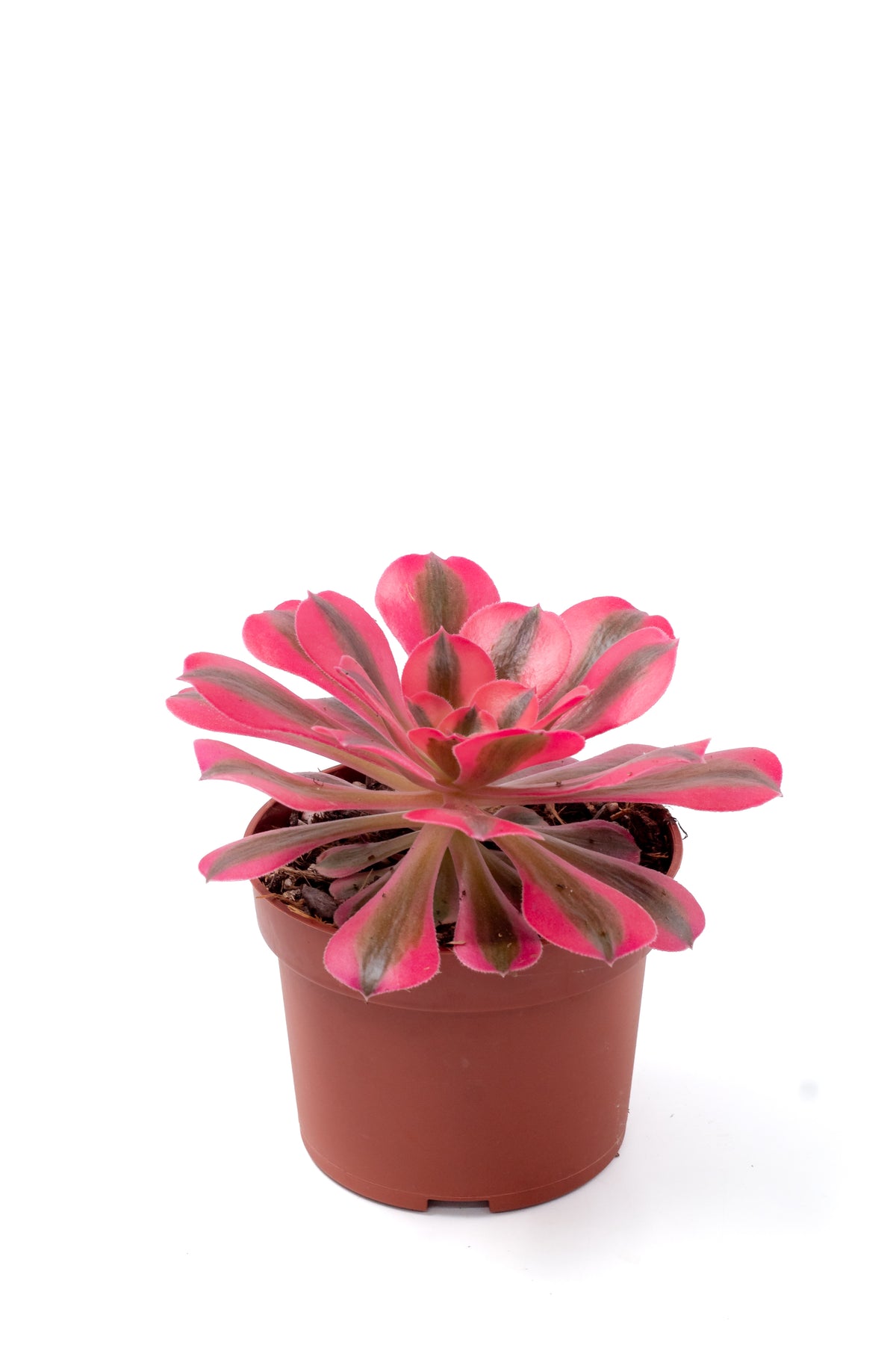 Aeonium Pink Witch