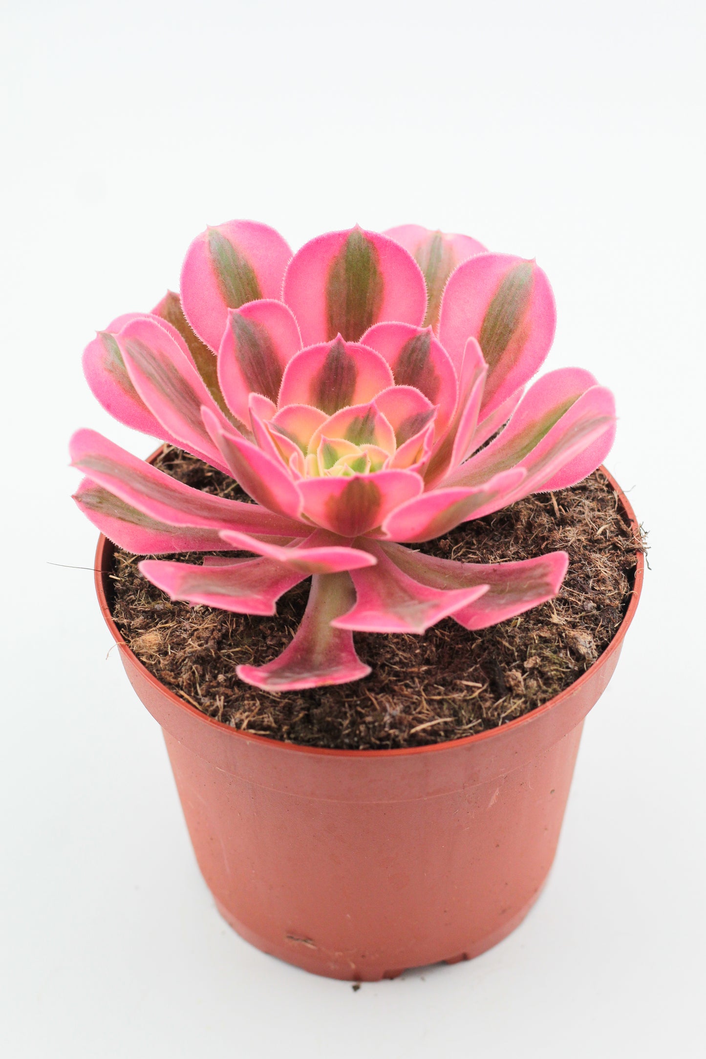 Aeonium Pink Witch