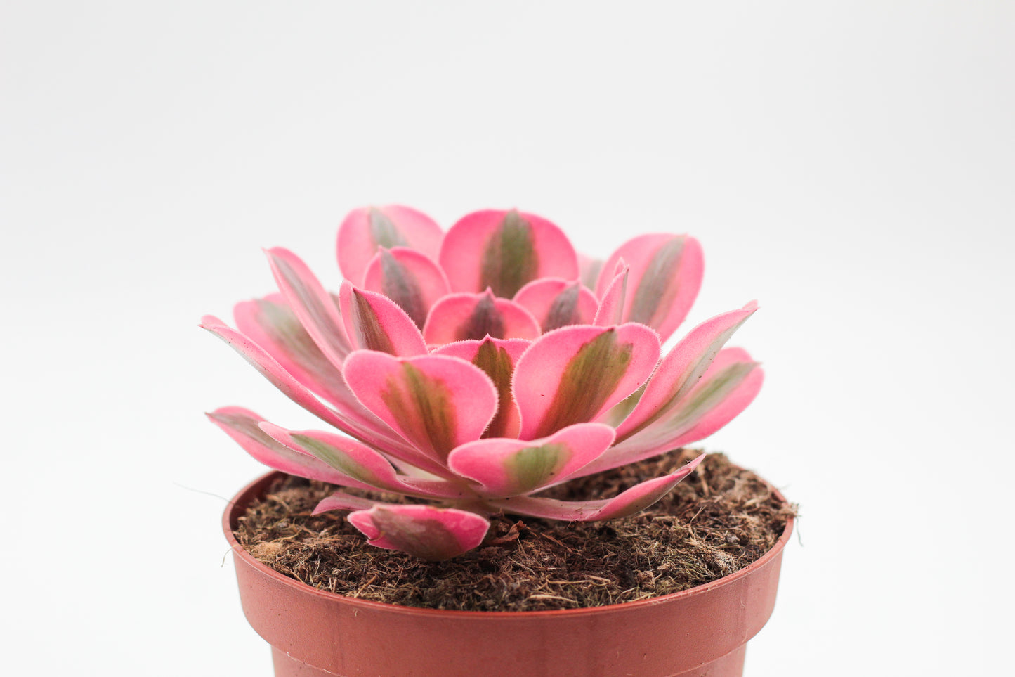Aeonium Pink Witch