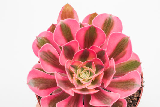 Aeonium Pink Witch