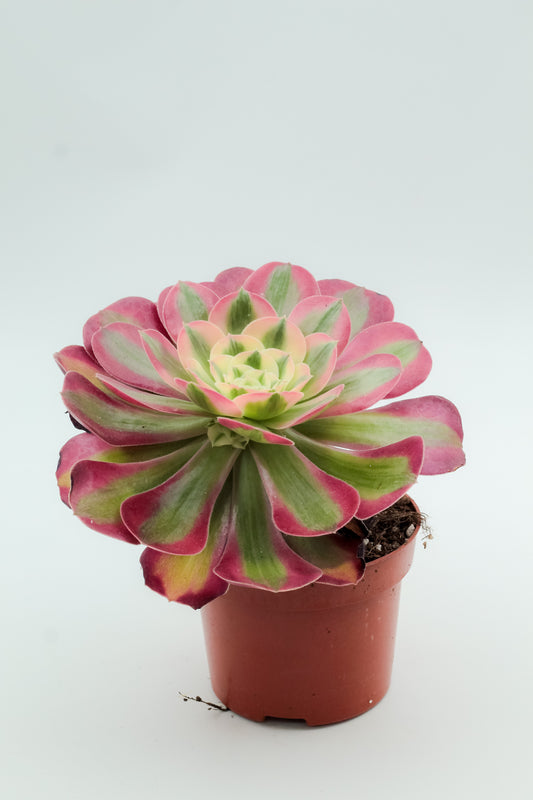 Aeonium Pink Witch groot