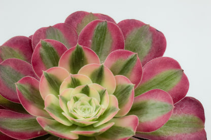 Aeonium Pink Witch groot