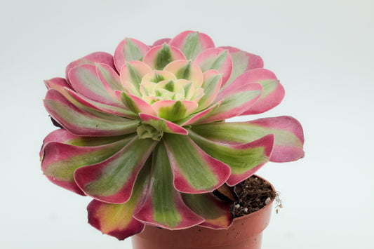 Aeonium Pink Witch groot