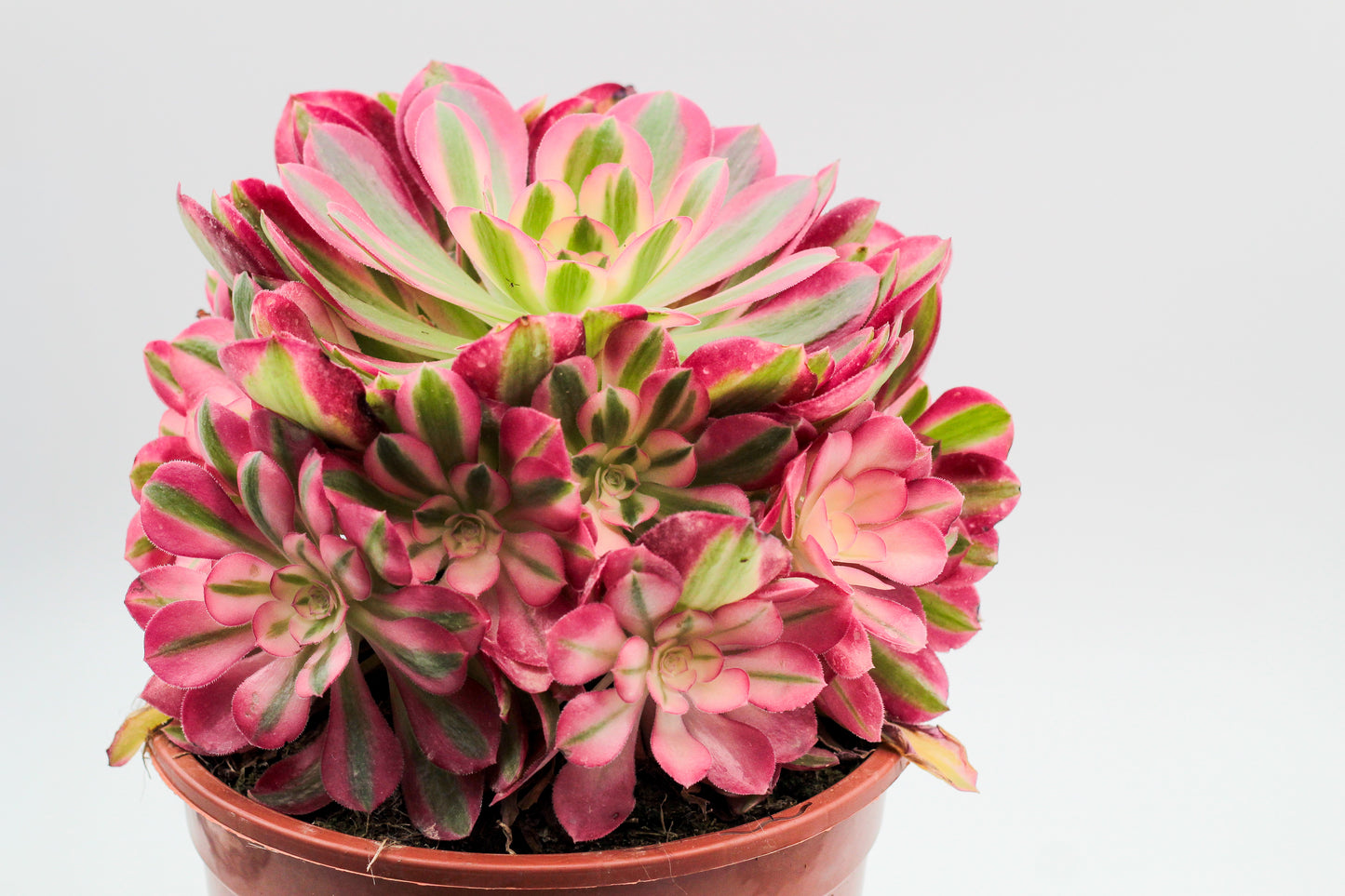 Aeonium Pink Witch huge