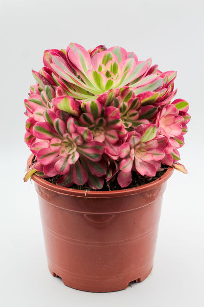 Aeonium Pink Witch huge
