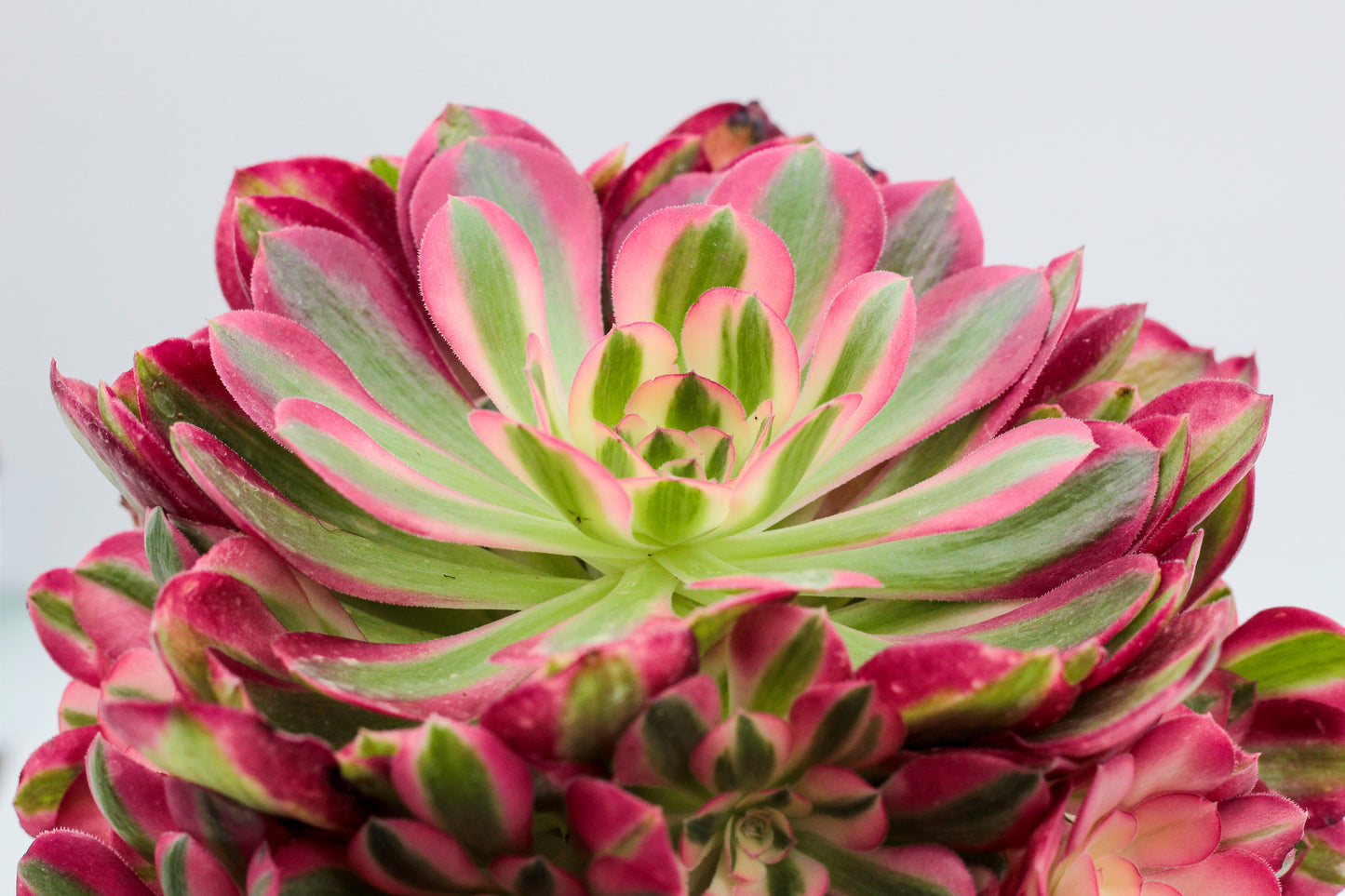 Aeonium Pink Witch huge
