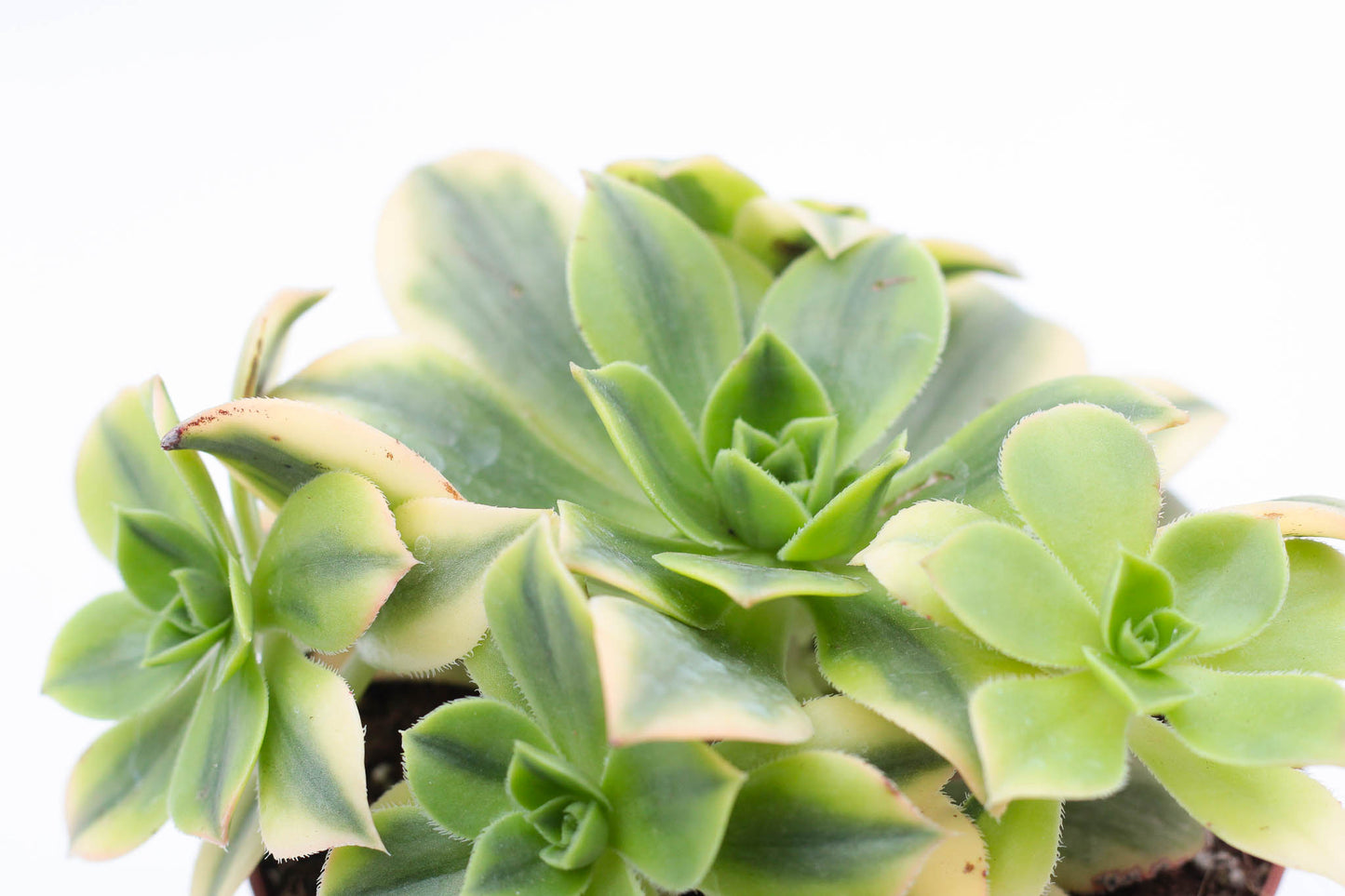 Aeonium florence