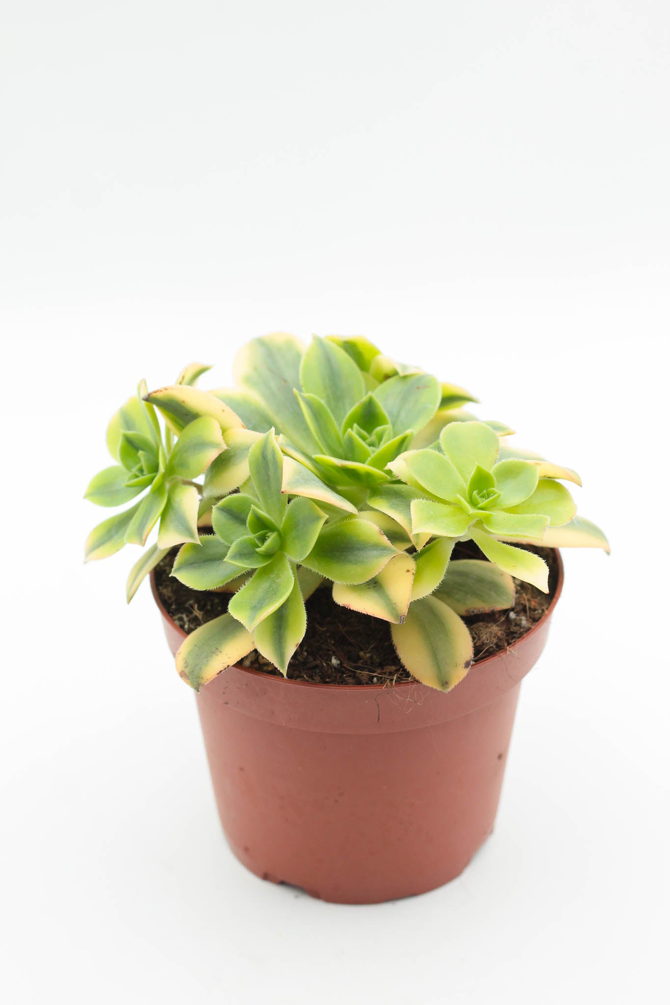 Aeonium florence