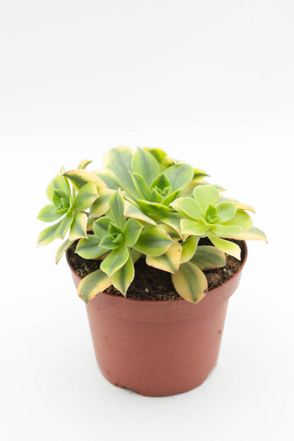 Aeonium florence