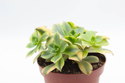 Aeonium florence