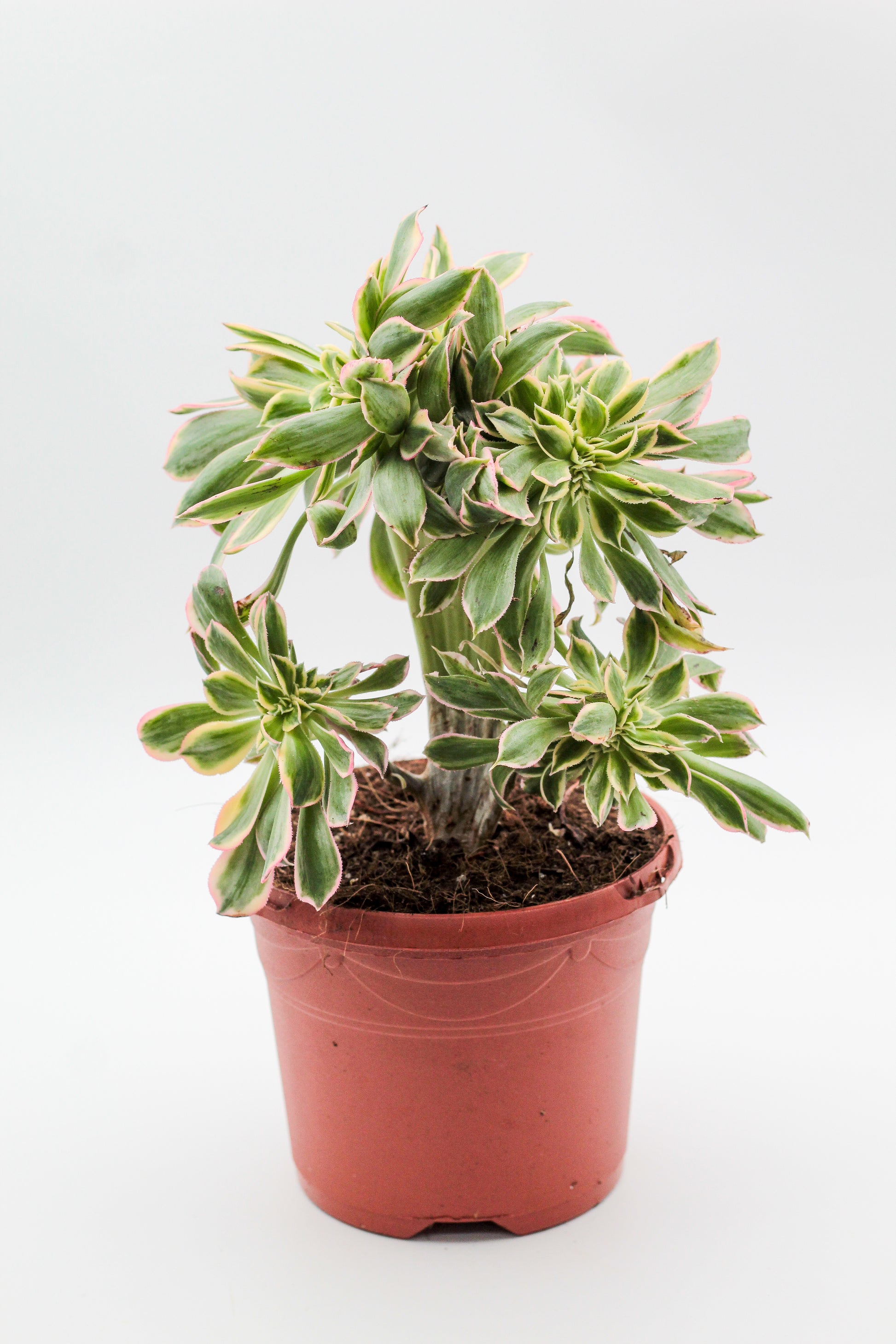 Vetplant voor binnen kopen? Mooie grote gekleurde Aeonium unieke plant