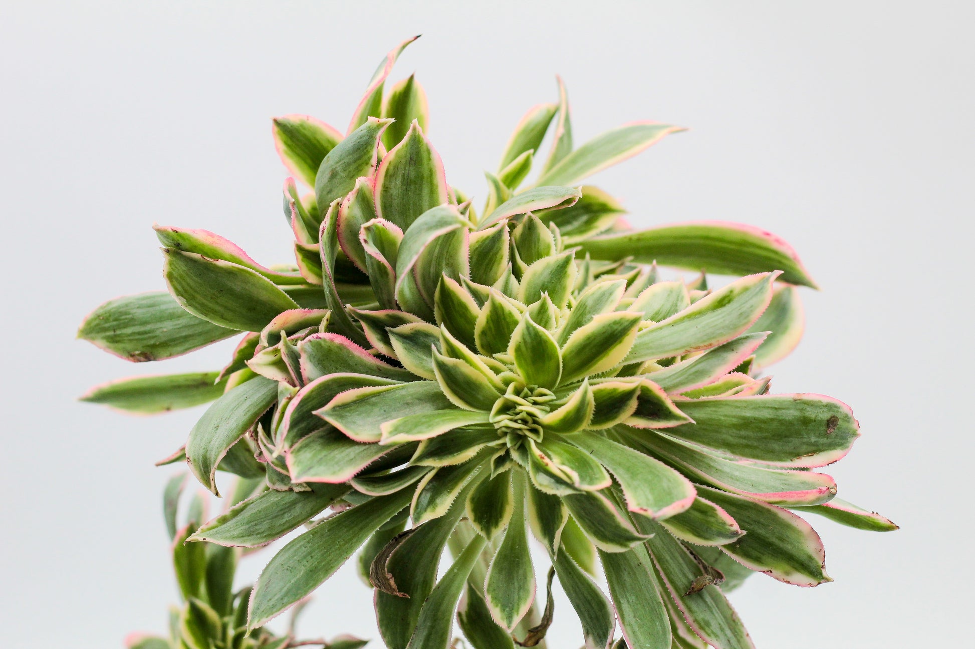 Vetplant voor binnen kopen? Mooie grote gekleurde Aeonium unieke plant