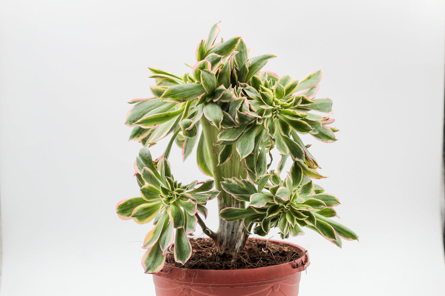 Vetplant voor binnen kopen? Mooie grote gekleurde Aeonium unieke plant