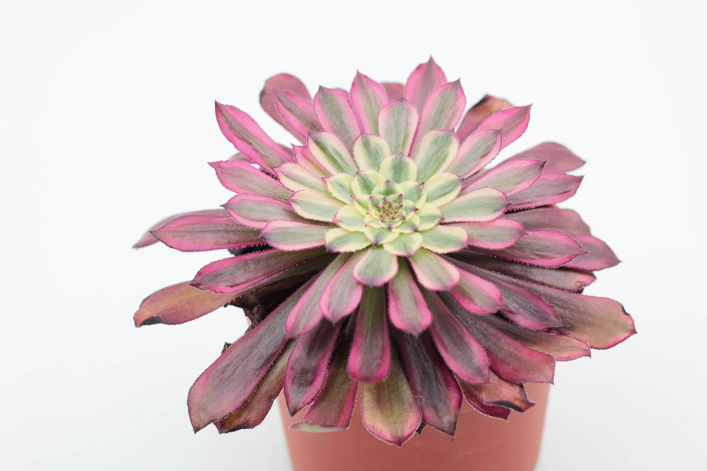 Aeonium Sunrise