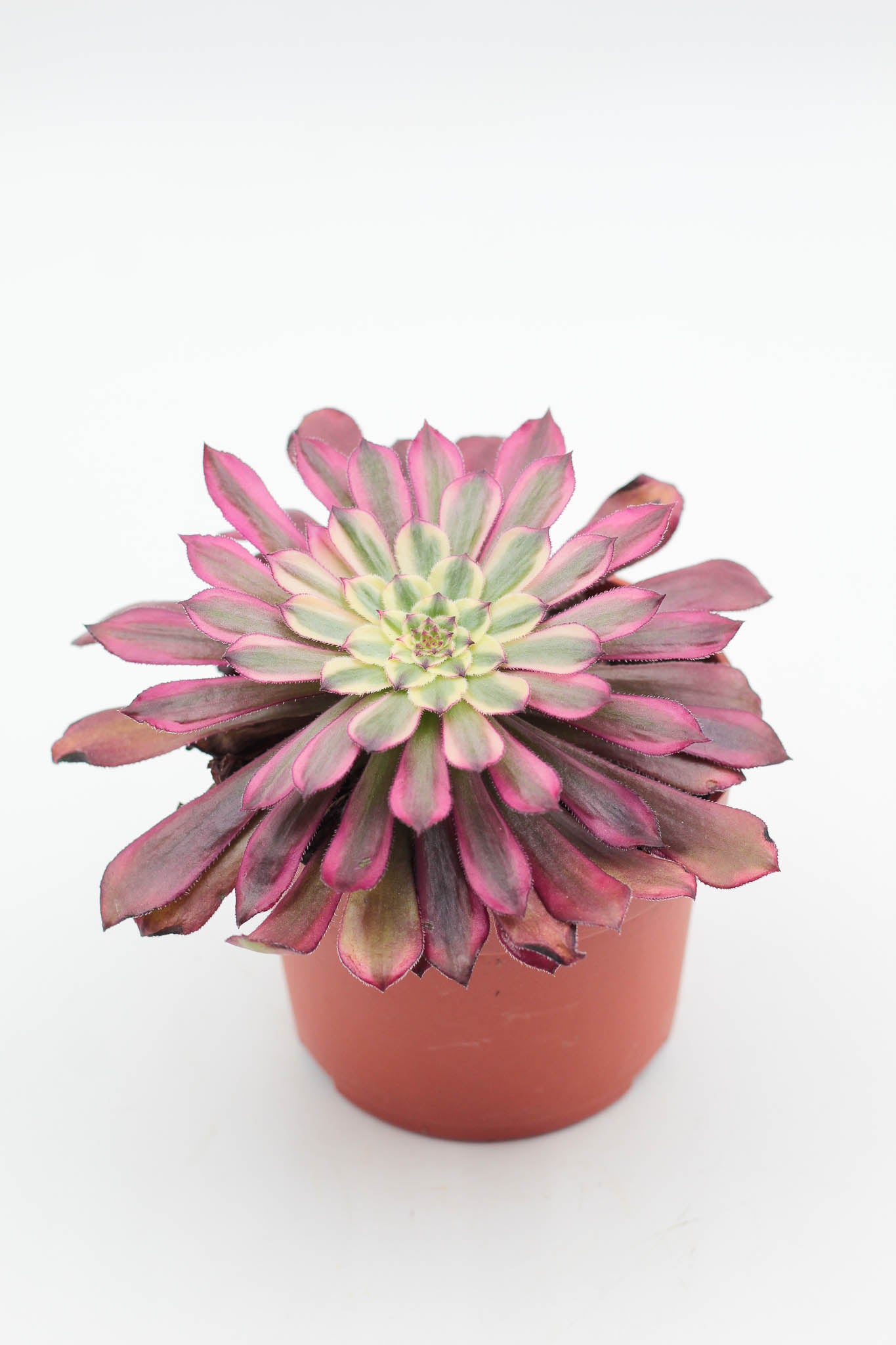 Aeonium Sunrise