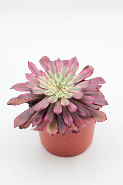 Aeonium Sunrise